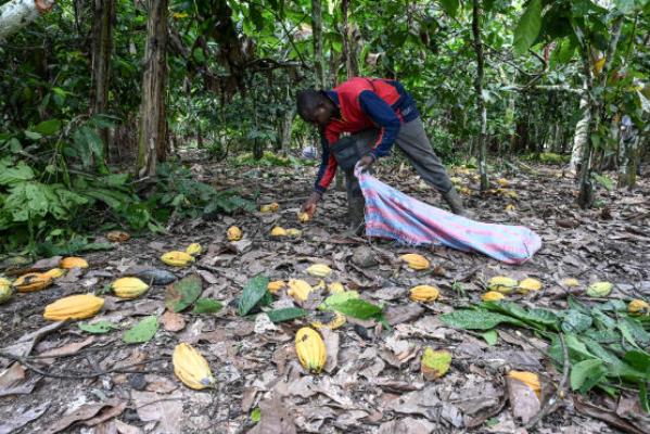 En Cte d'Ivoire, peur sur la rcolte de cacao aprs de trop fortes pluies